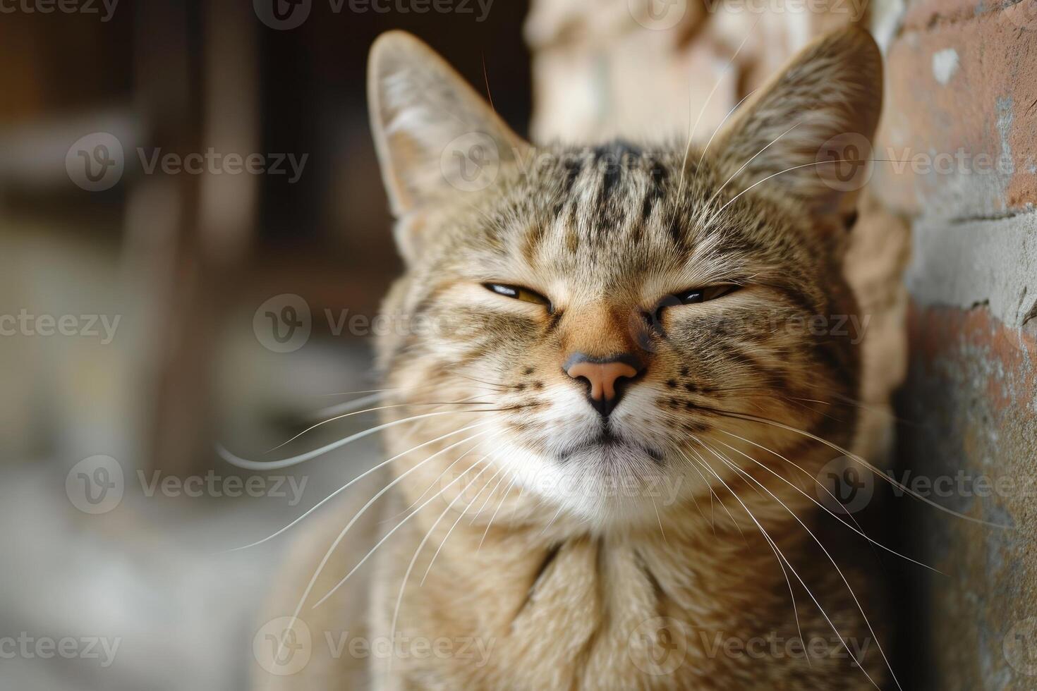 Content Cat Basking in Sunlight by a Brick Wall photo