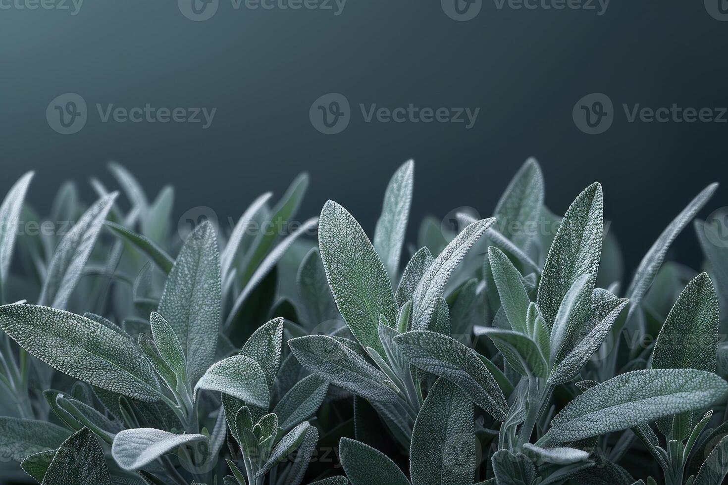 Close up of Dew Kissed Sage Leaves in Soft Light photo