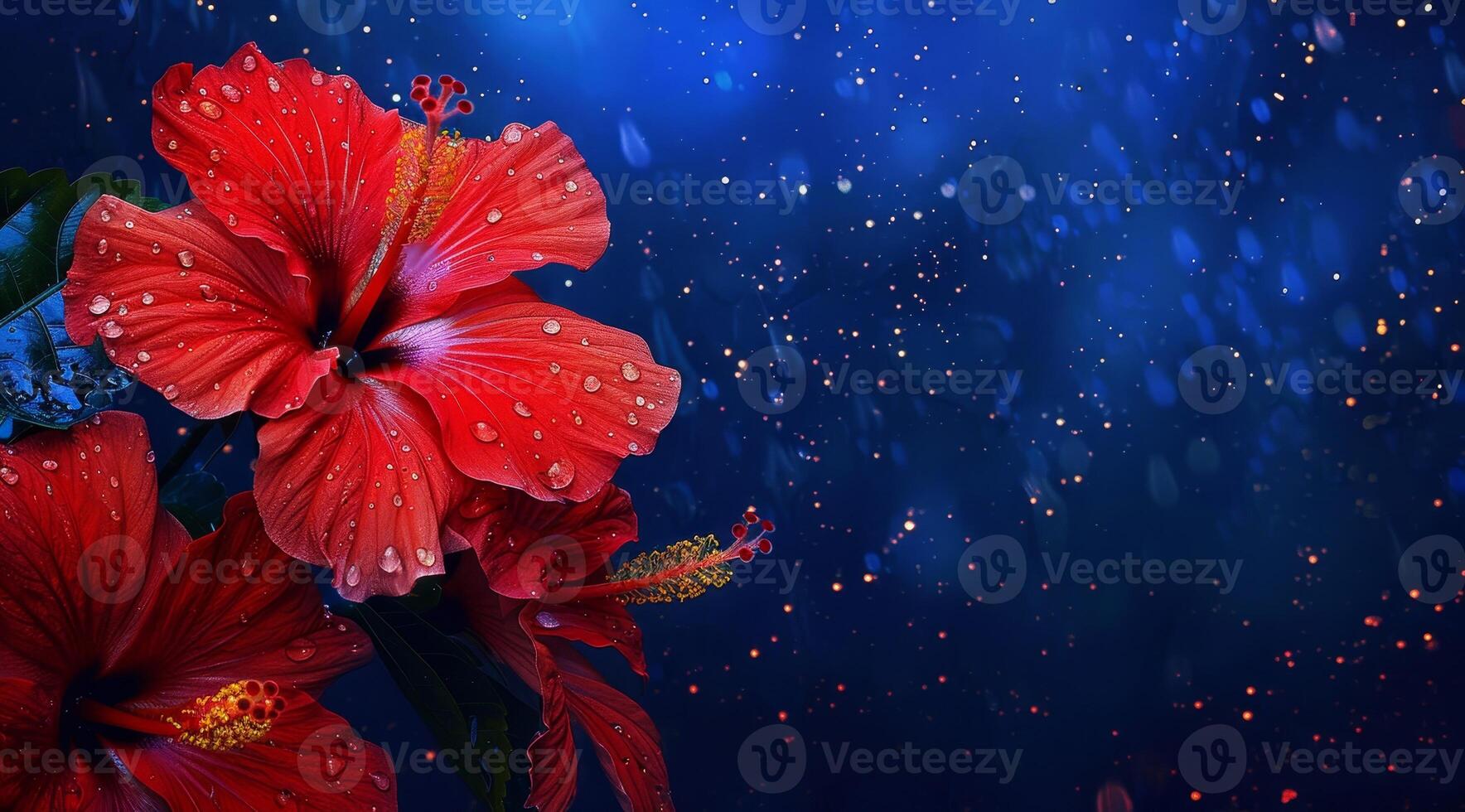 Vibrant Red Hibiscus Flowers with Water Droplets on a Blue Background photo