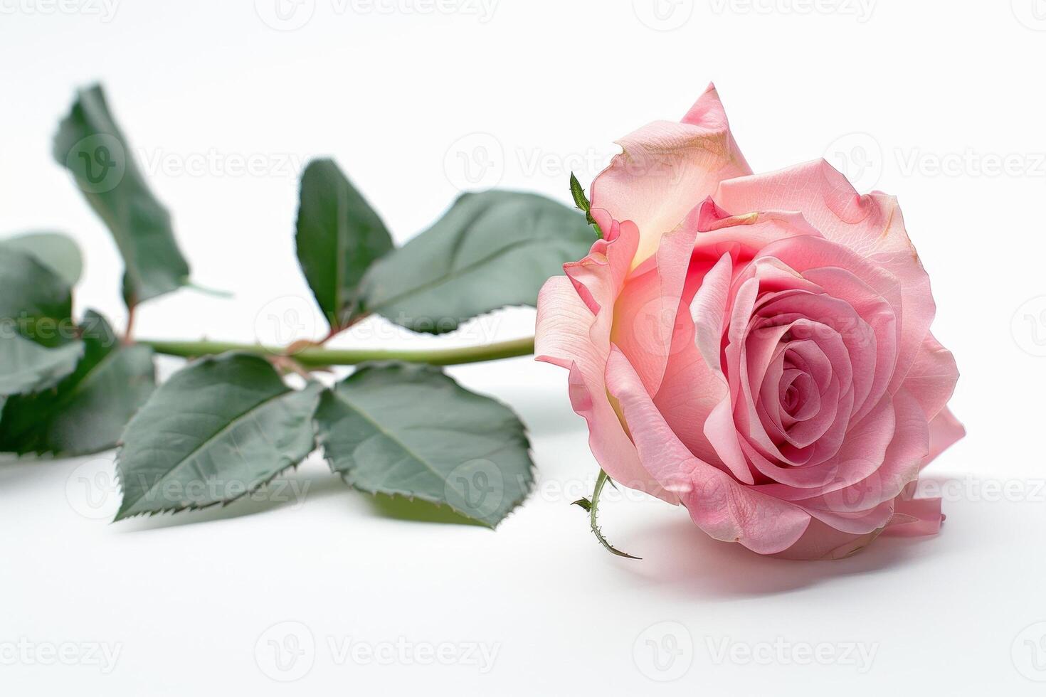 Elegant Pink Rose with Fresh Green Leaves on White Background photo