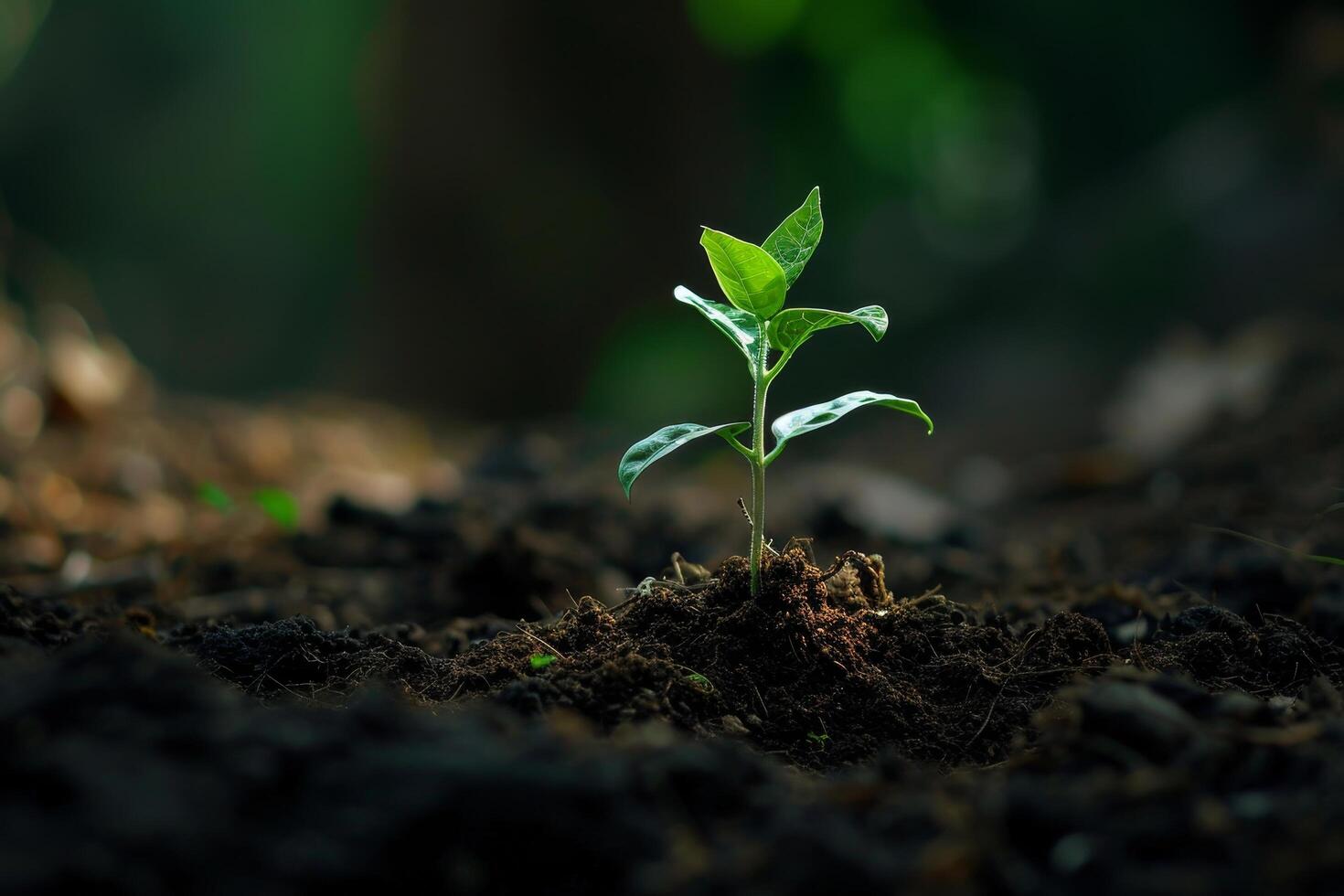 Young plant sprouting from soil with sunlight filtering through photo
