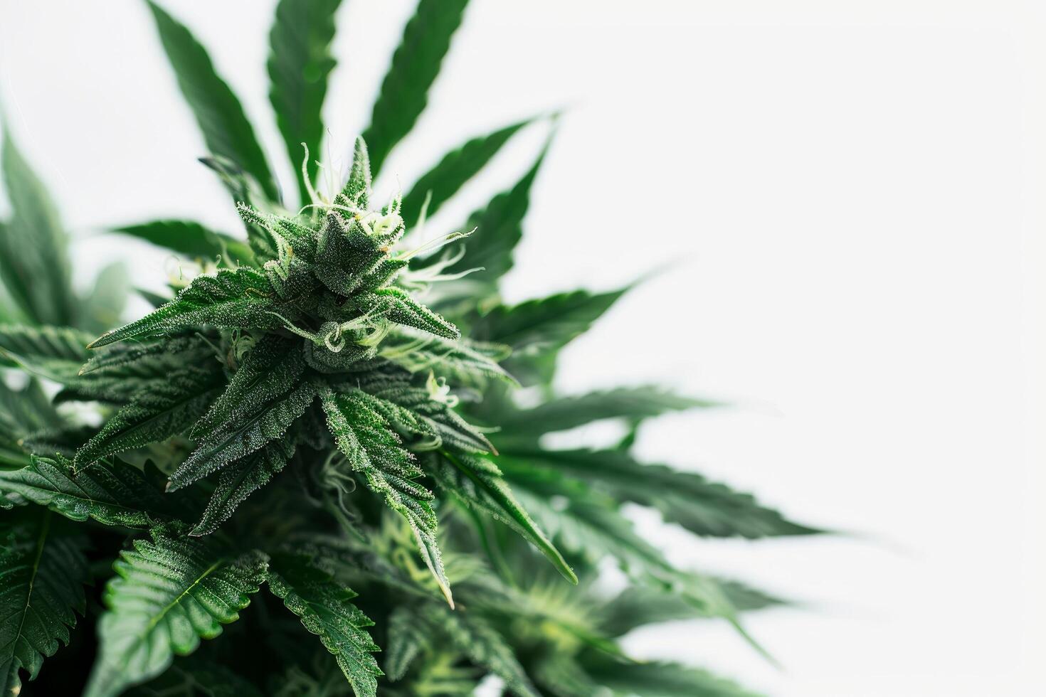 Close up of a cannabis plant in bloom photo