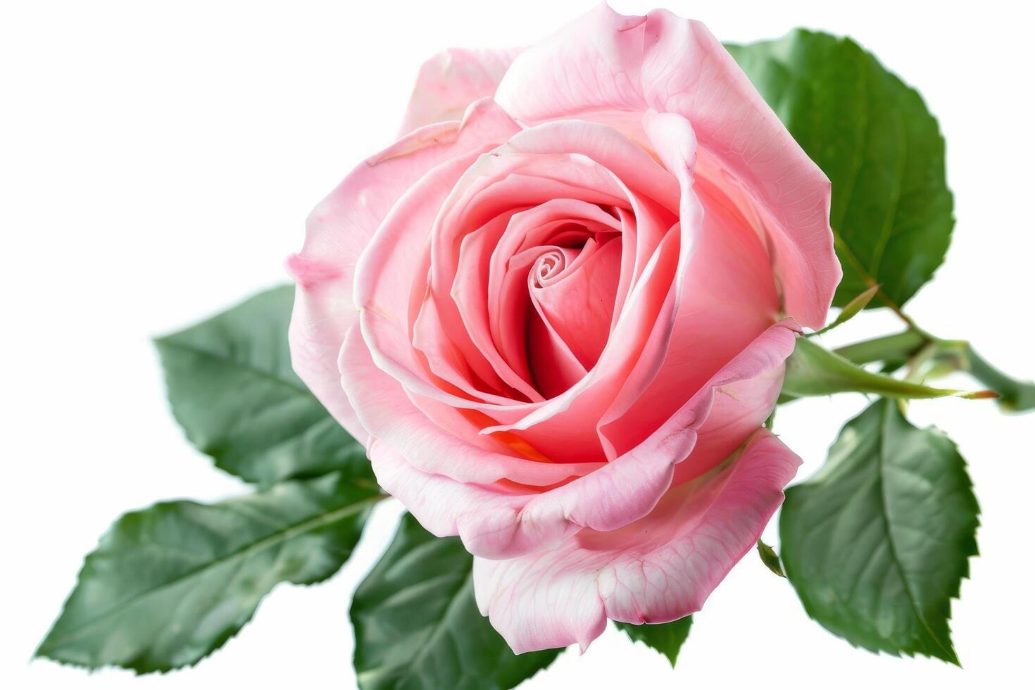 Elegant pink rose isolated on white background photo