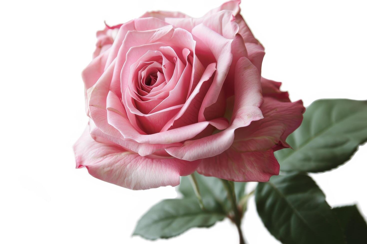 Elegant pink rose isolated on white background photo