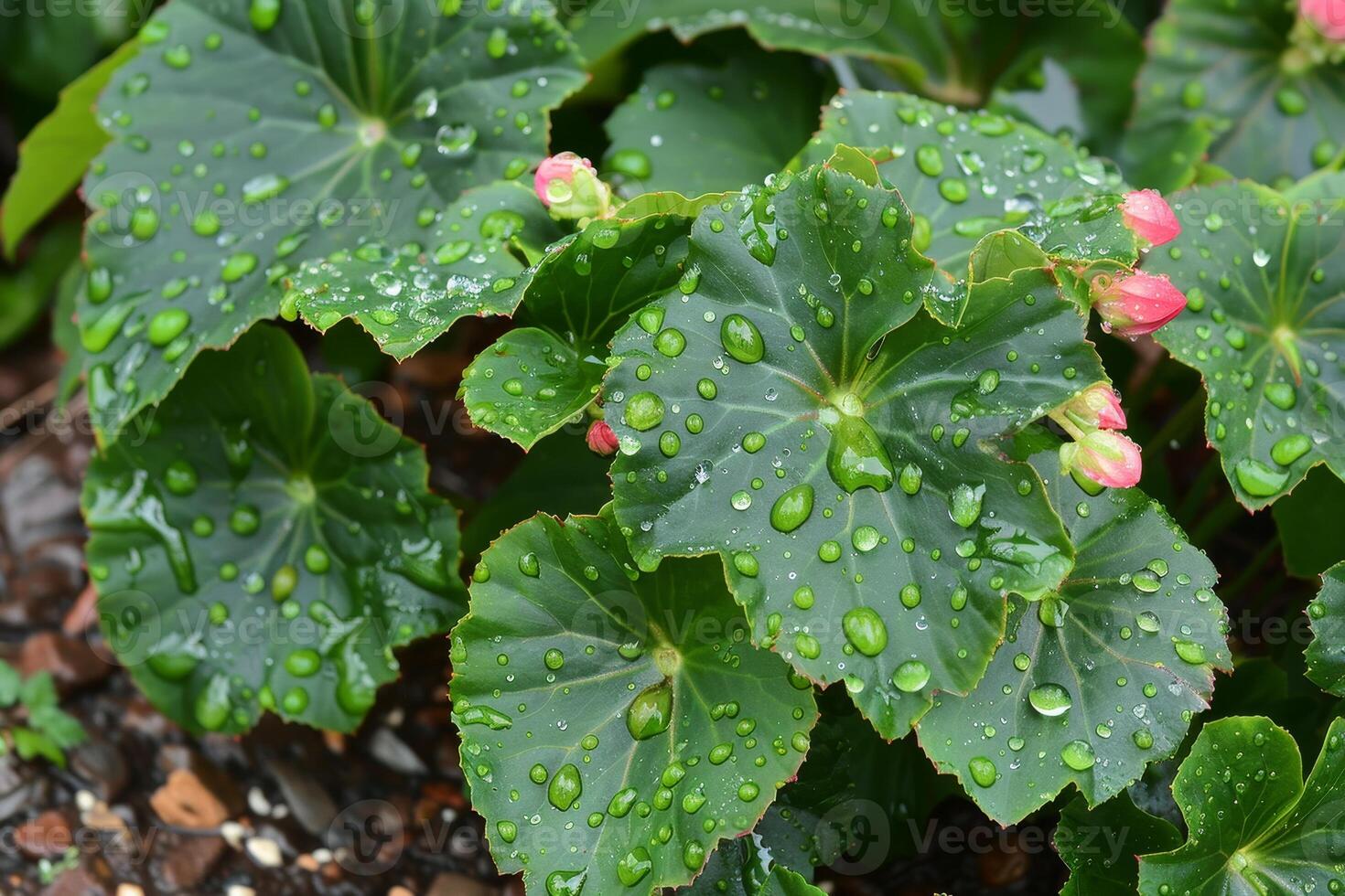 Fresh raindrops on vibrant green leaves with budding flowers photo