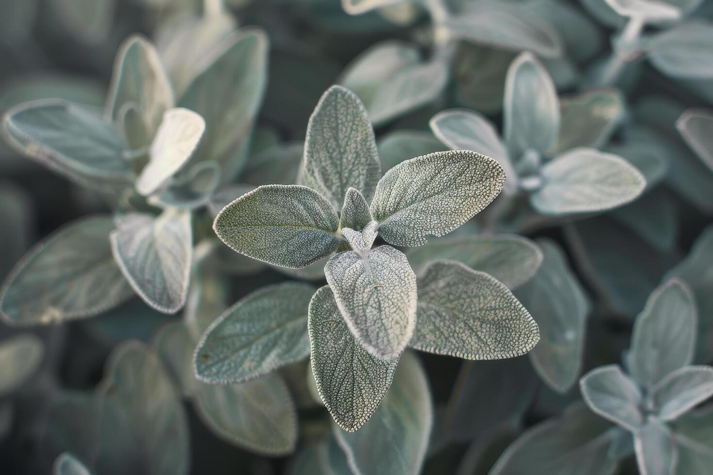 Close up of Dew Drops on Sage Leaves photo