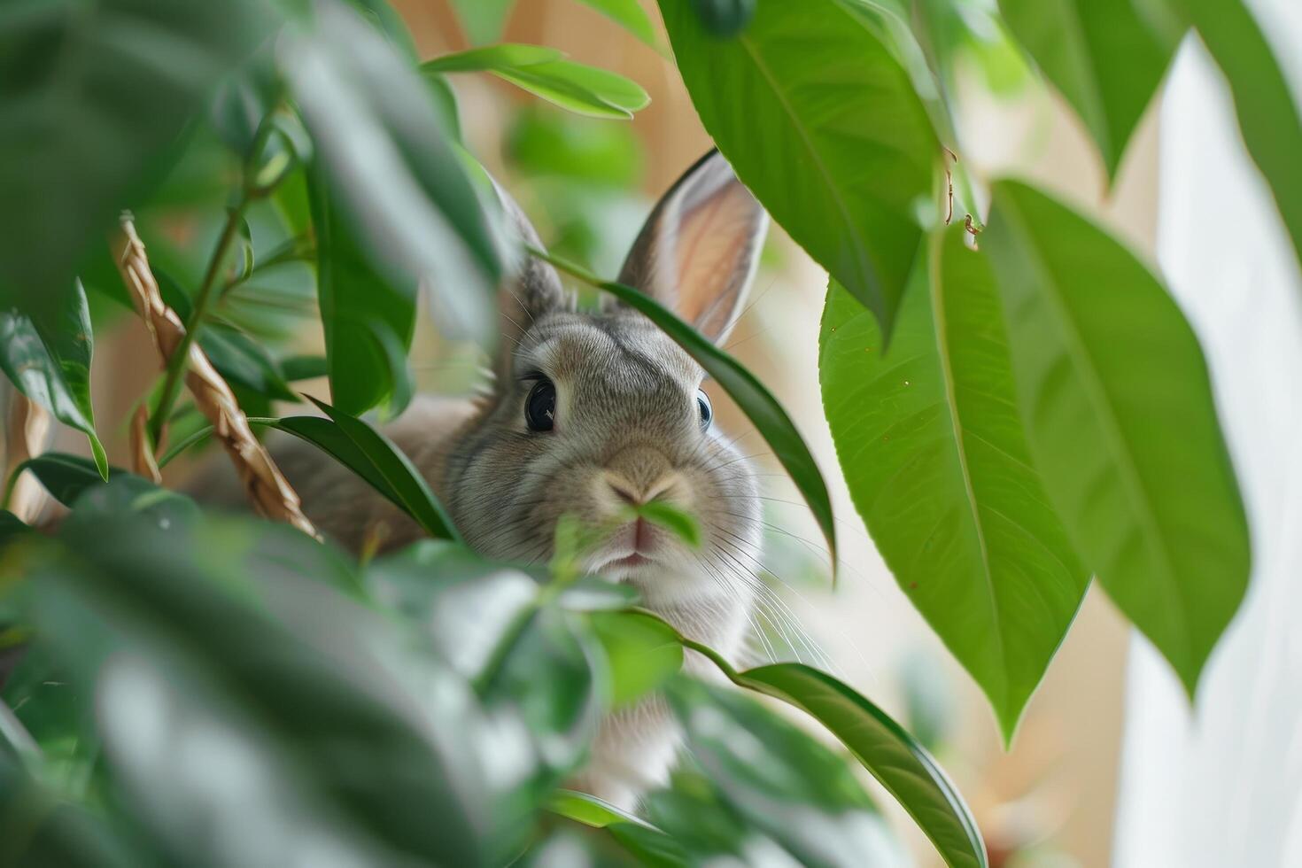 Curious rabbit peeking through lush green leaves photo