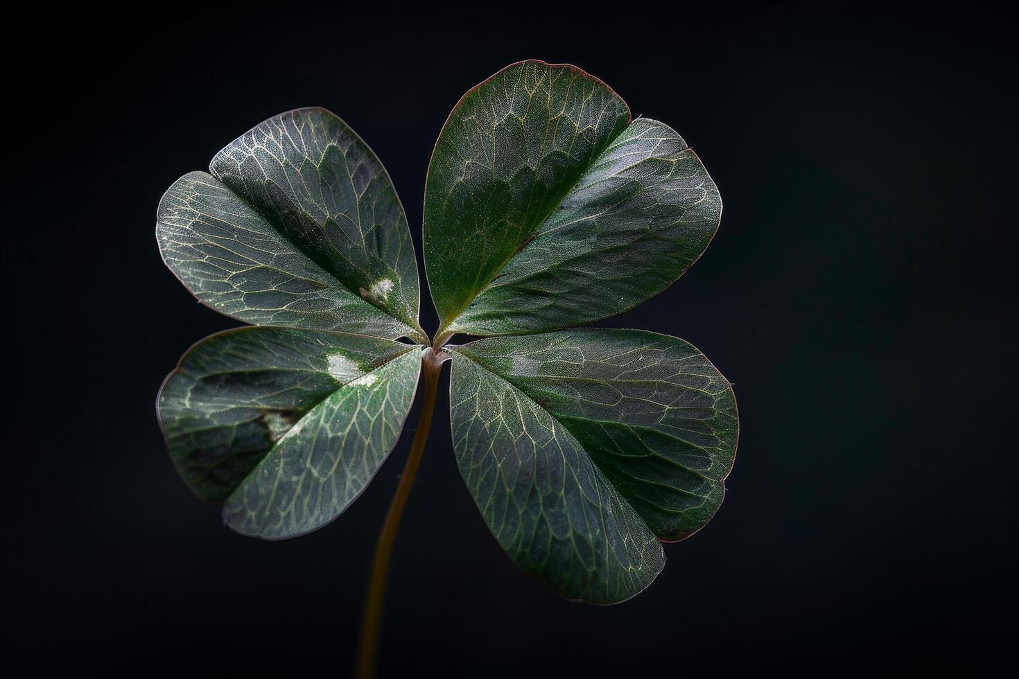 Close up of a vibrant four leaf clover against a dark background photo