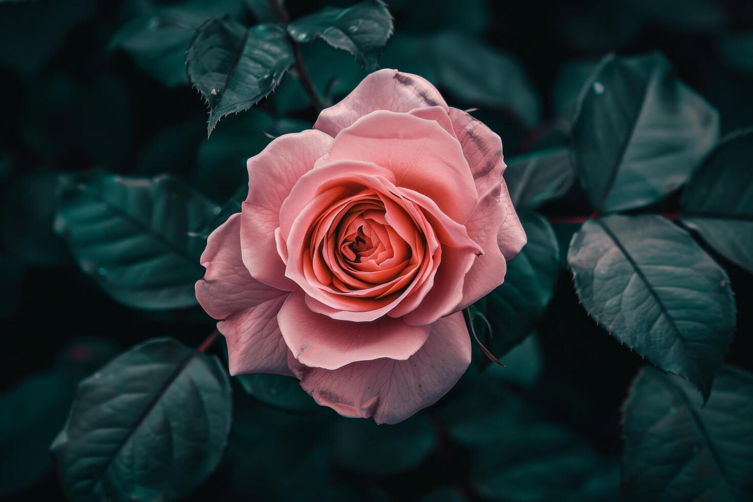 Elegant pink rose surrounded by dark green leaves photo