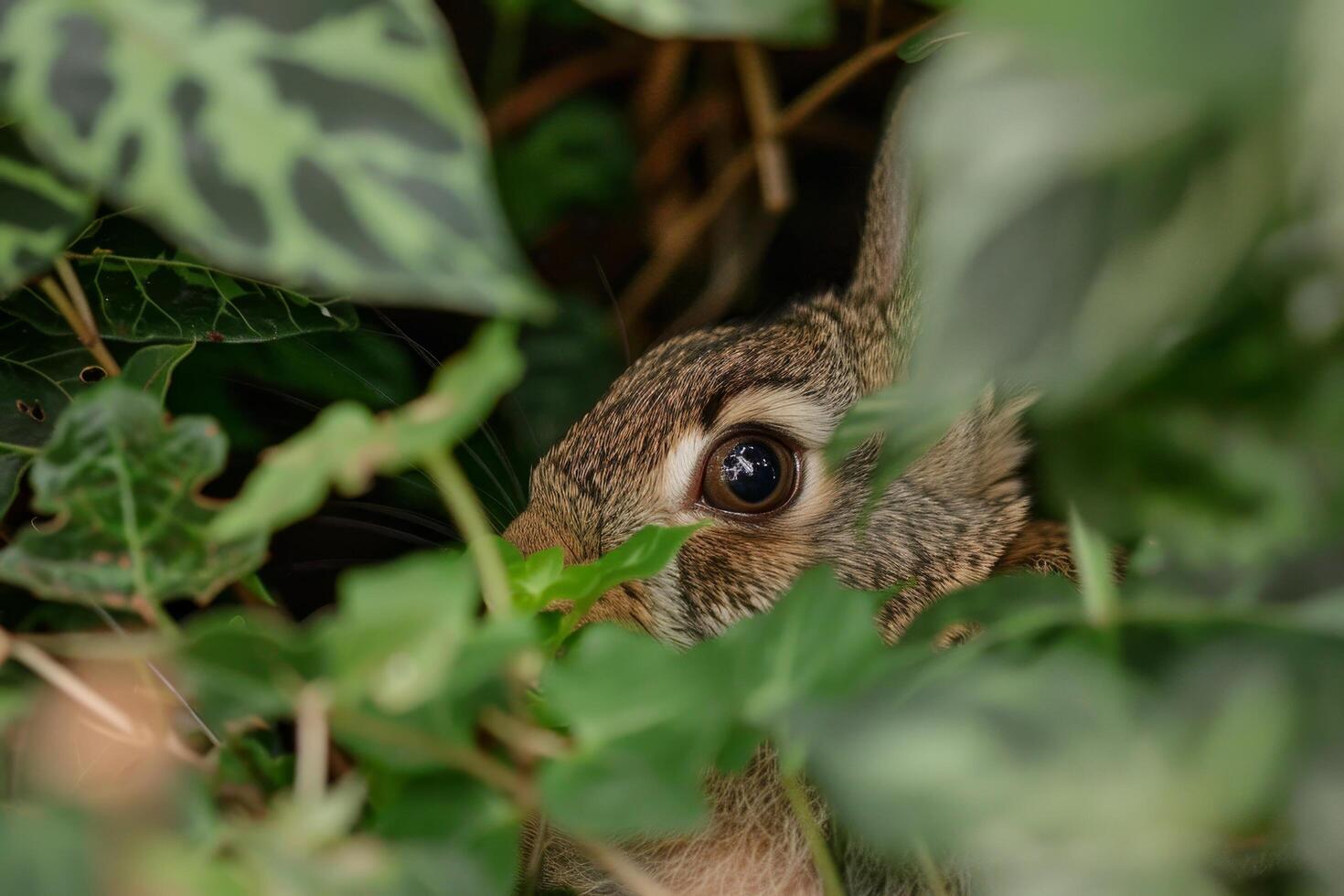 Hidden Rabbit Peeking Through Leaves photo