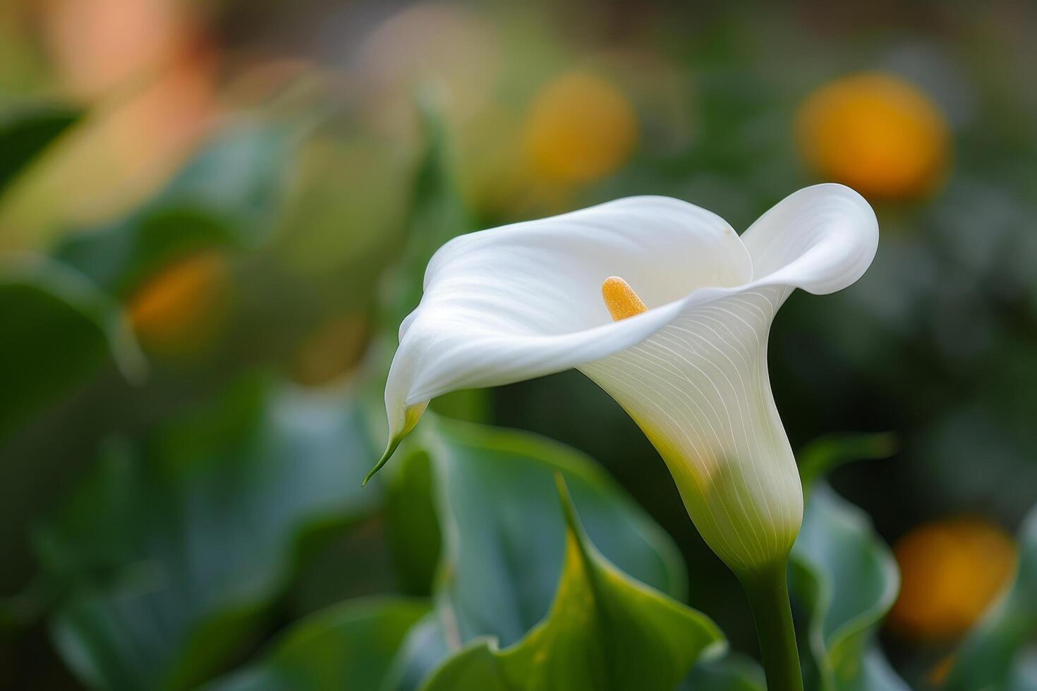 Elegant white calla lily in a vibrant garden photo