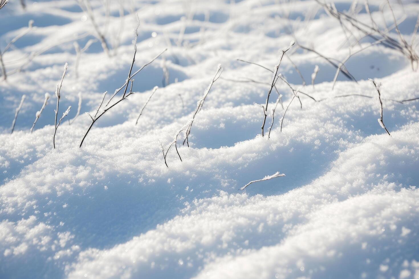 Glistening Snow Covering the Ground with Delicate Twigs Peeking Through photo
