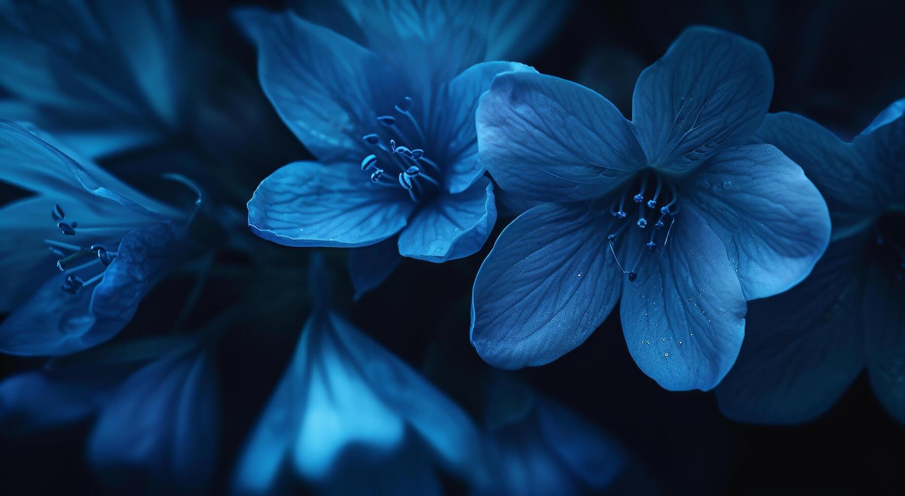 Elegant blue flowers in a mystical dark setting photo