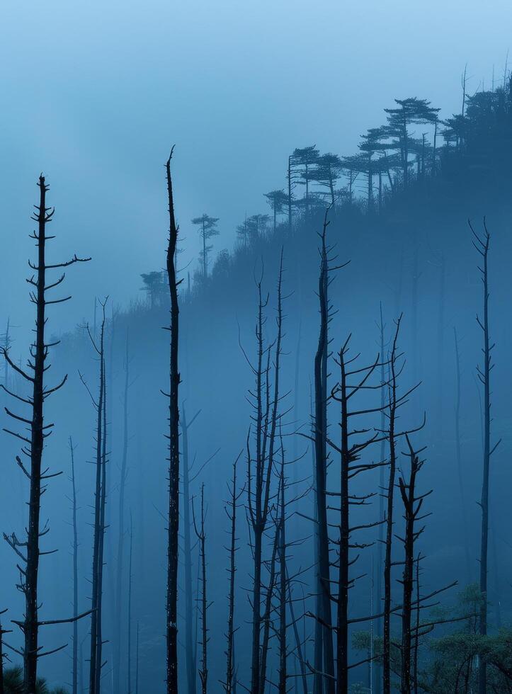 Misty Forest at Dawn with Silhouettes of Bare Trees photo