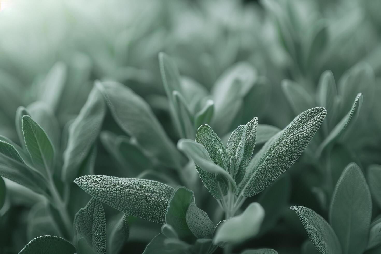 Fresh sage leaves in a garden with dew drops photo