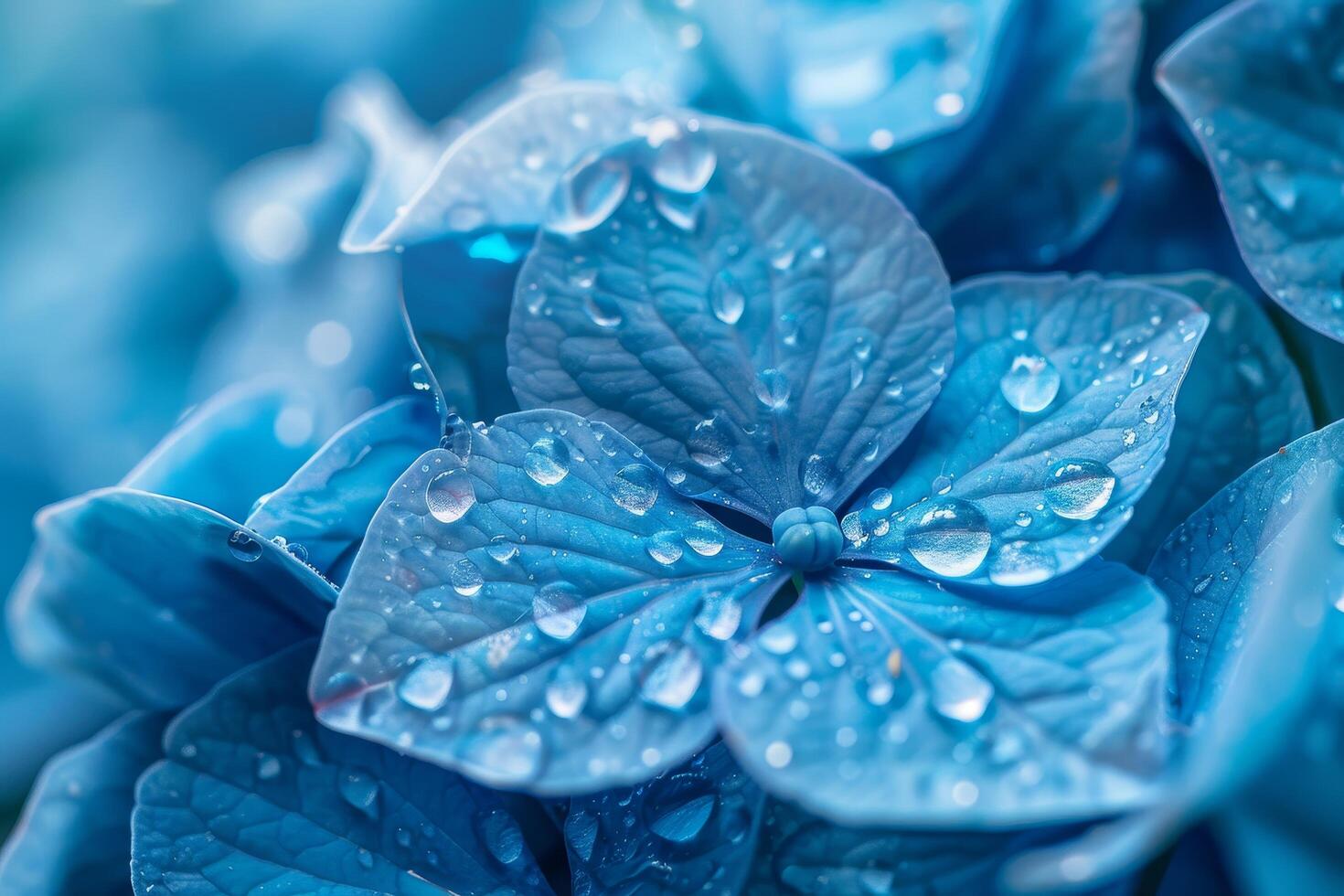 Close up of Blue Hydrangea Flowers with Dew Drops photo