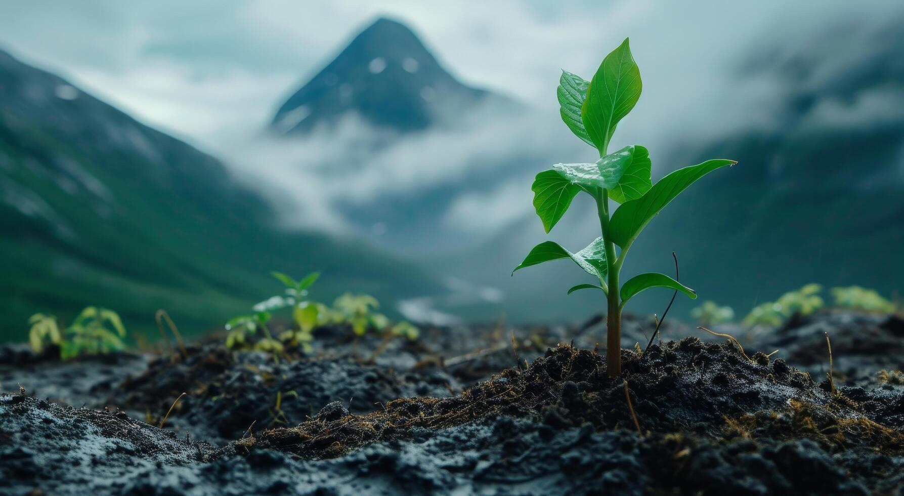 Young plant sprouting in mountainous terrain with misty backdrop photo