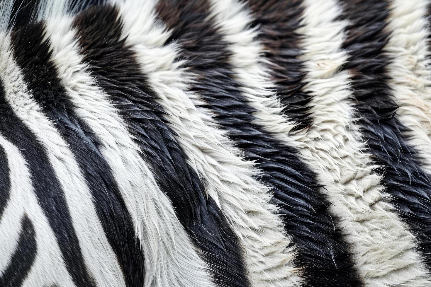 Close up Texture of Zebra Fur photo