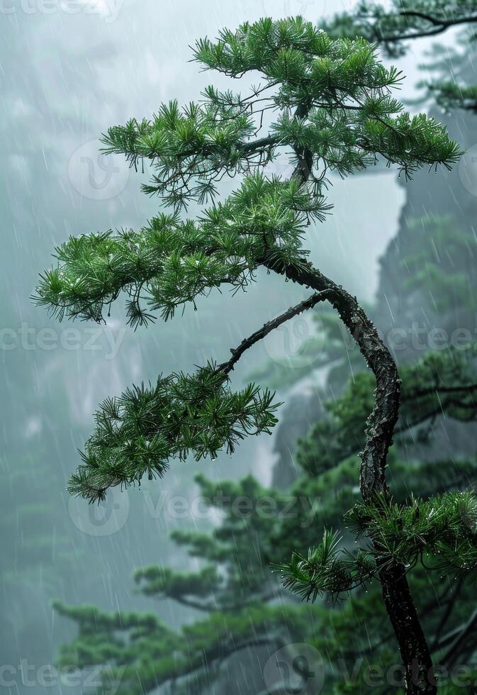 Raindrops on Pine Branches in Misty Forest photo