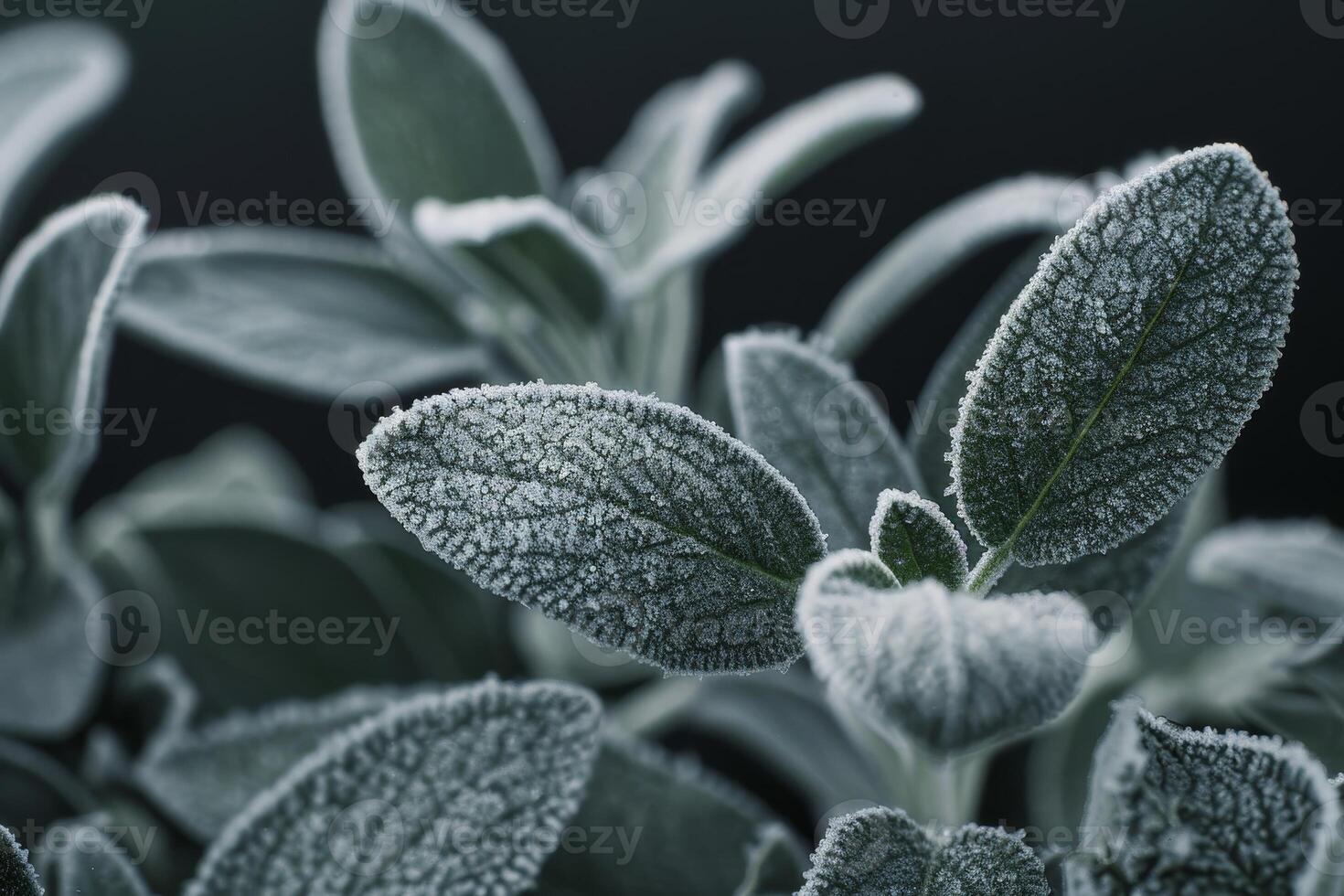 Frost covered leaves in close up view photo
