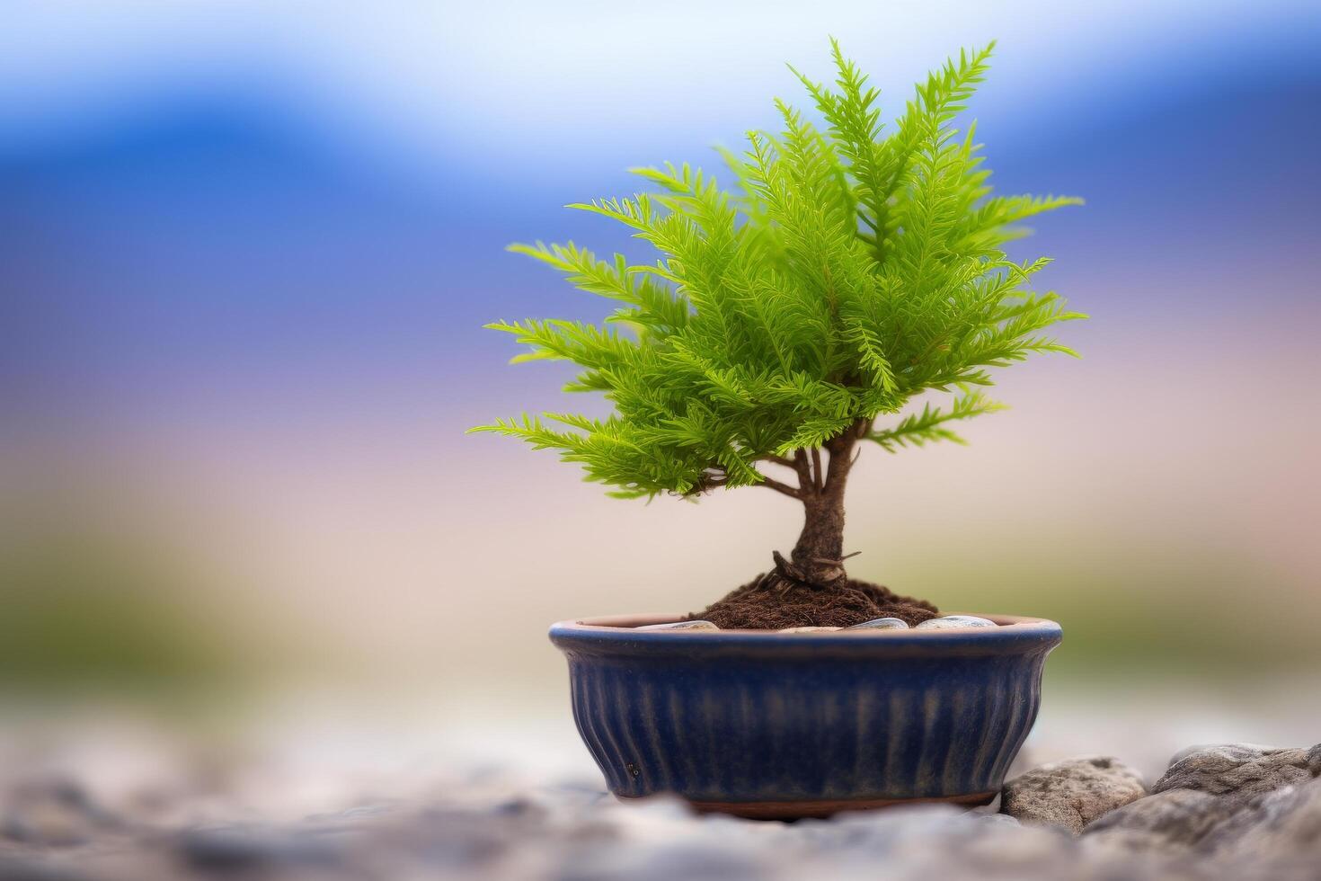 Bonsai Tree in Serene Setting photo