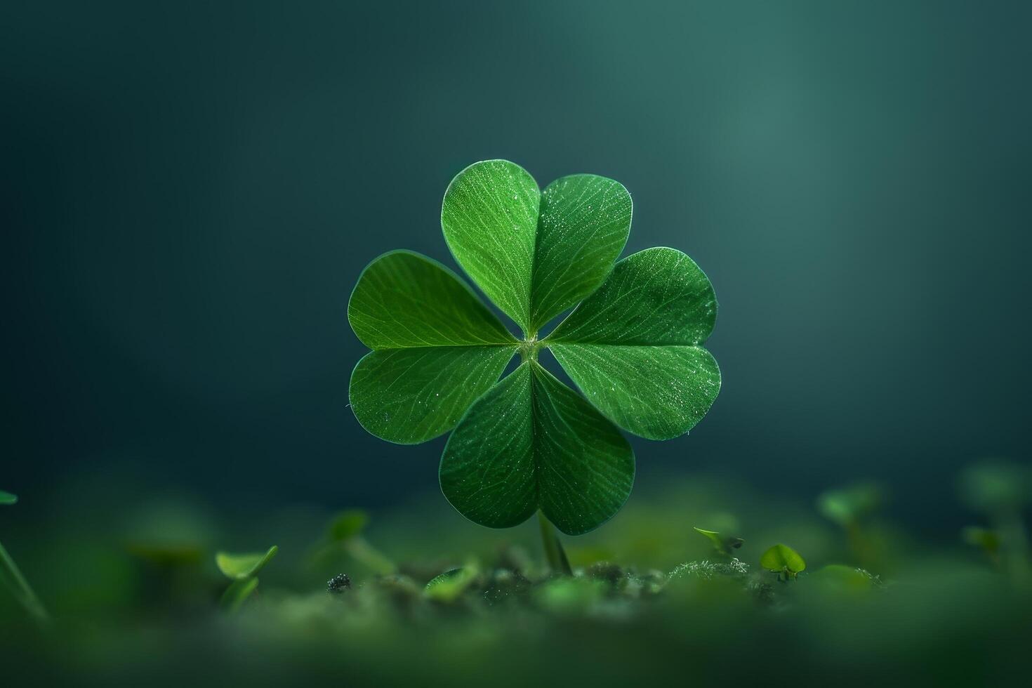 Close up of a Four Leaf Clover Against a Dark Background photo