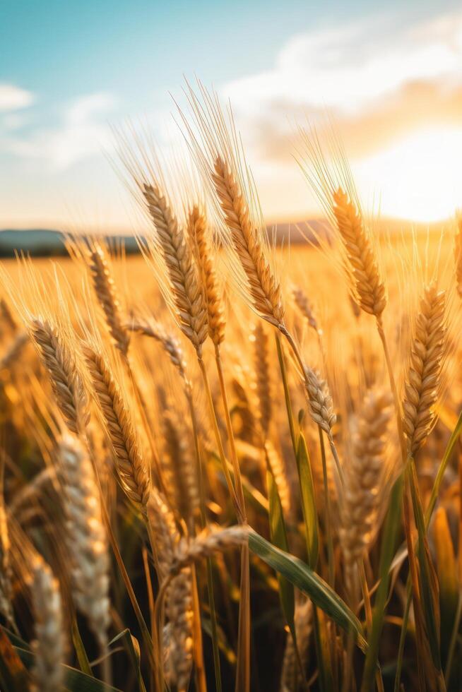 a close up of wheat in a field photo