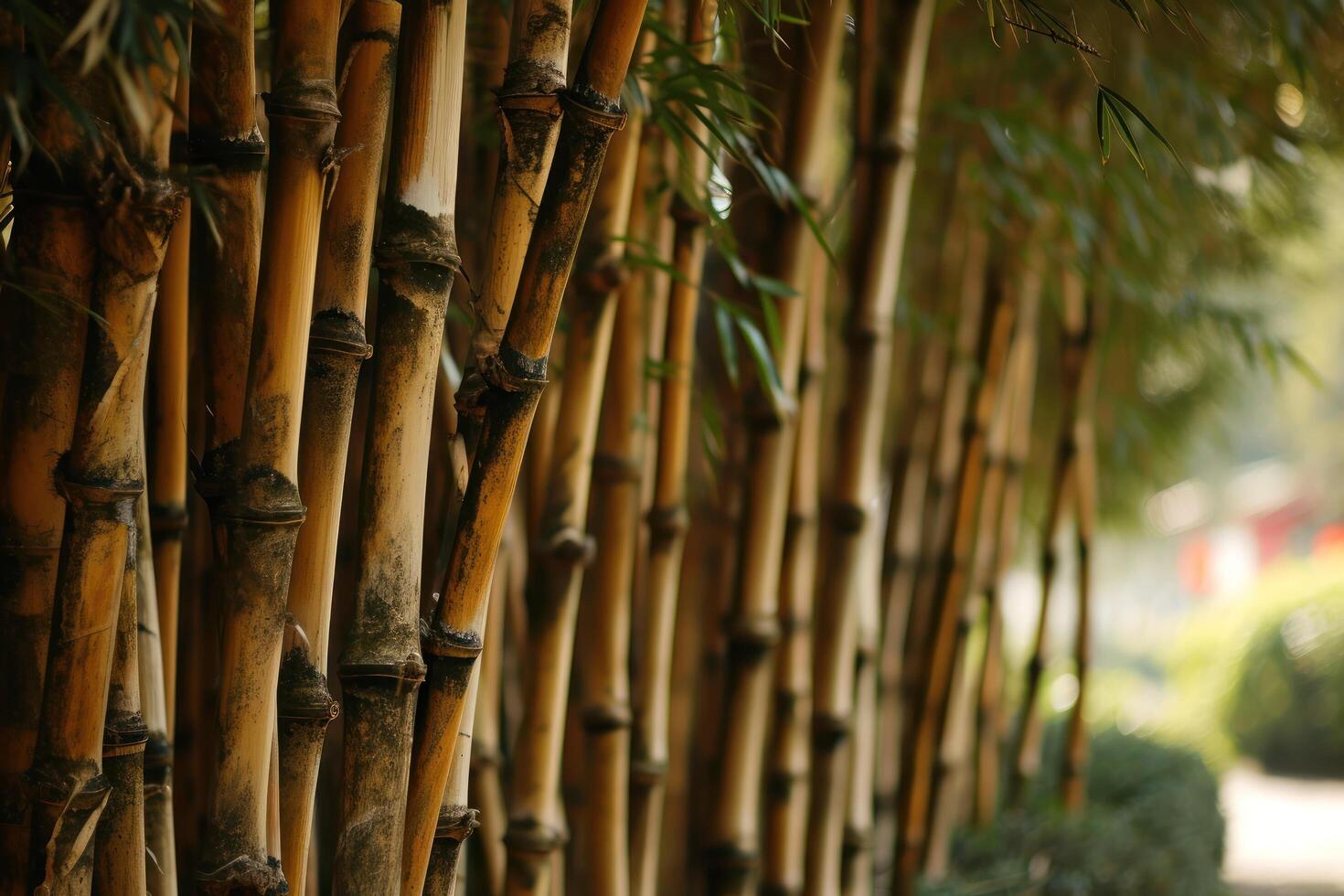 a group of bamboo trees photo