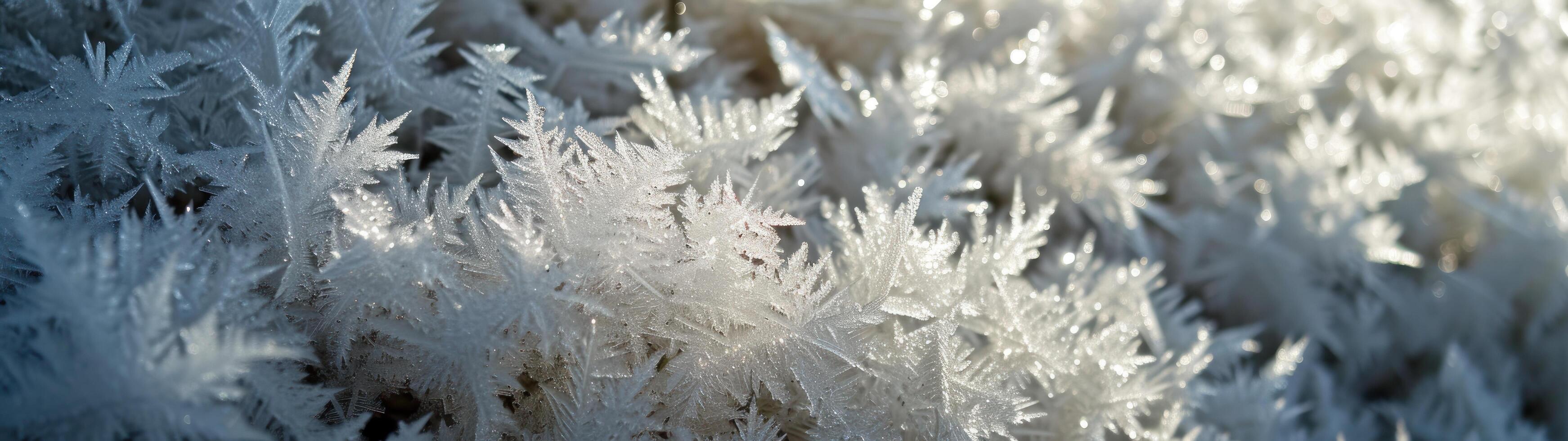 a close up of frost on plants photo