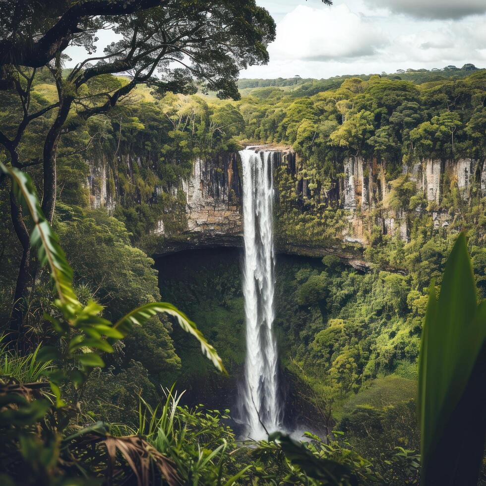 Sipisopiso in a forest photo