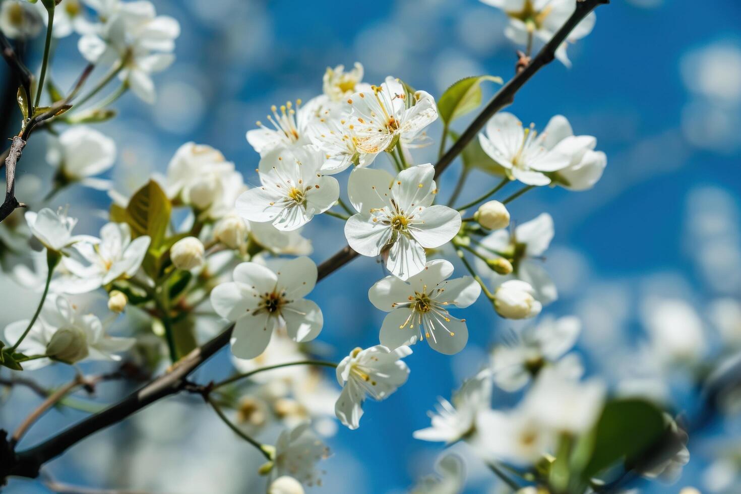 a close up of white flowers on a tree branch photo
