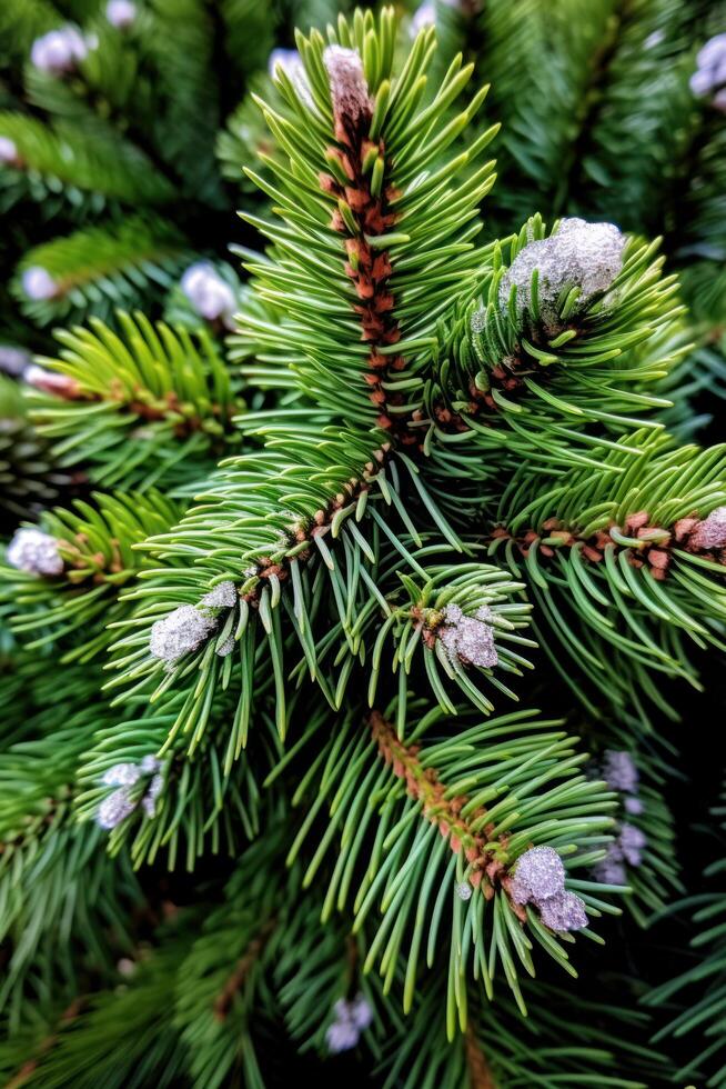a close up of a pine tree photo