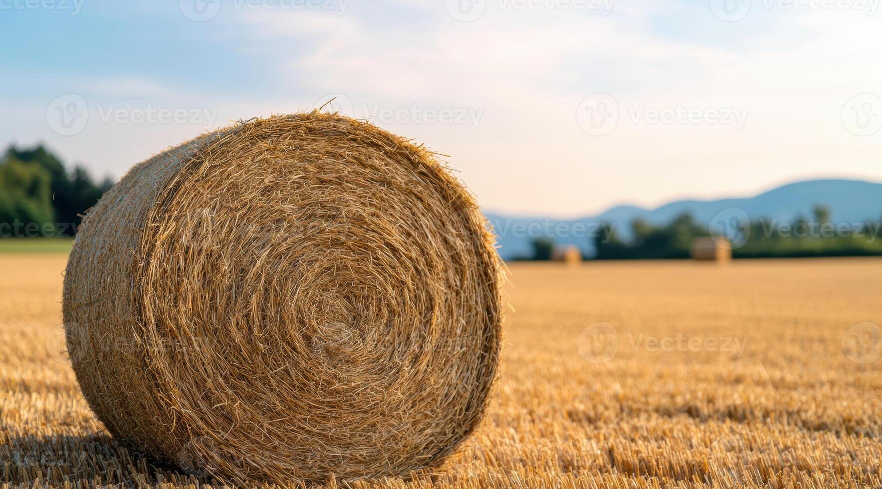 Bale of hay in golden wheat field photo