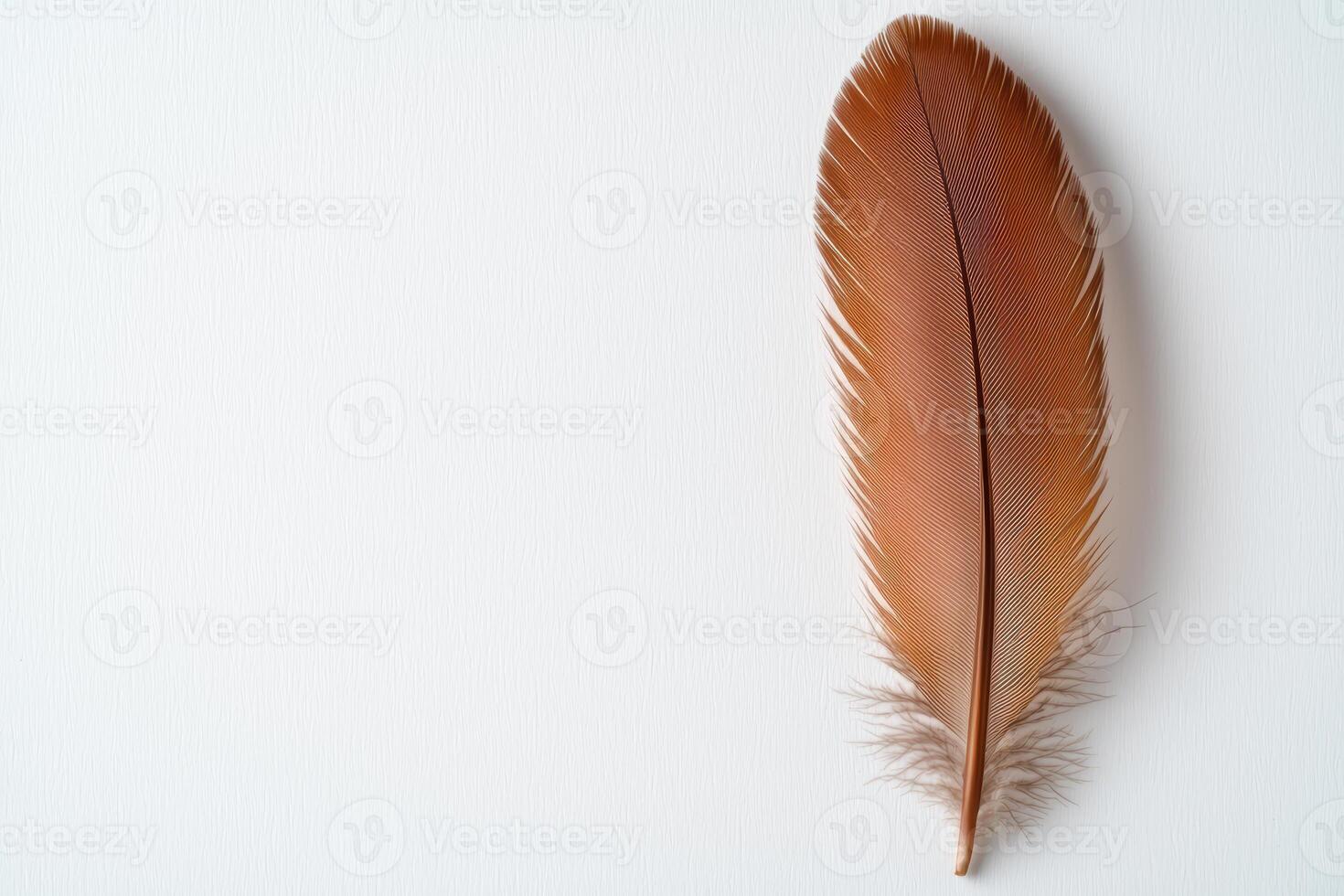 Vibrant feather against a minimalist background photo