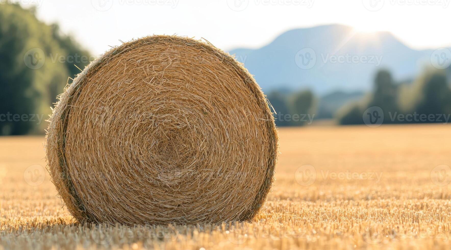 Bale of hay in a golden field photo