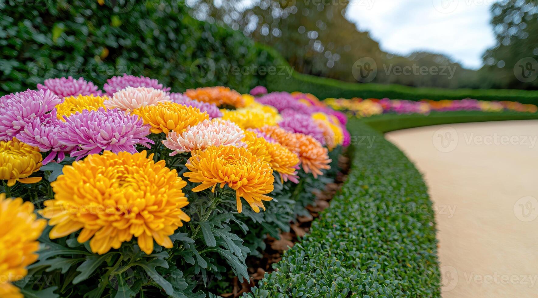 Vibrant autumn flowers in a garden photo