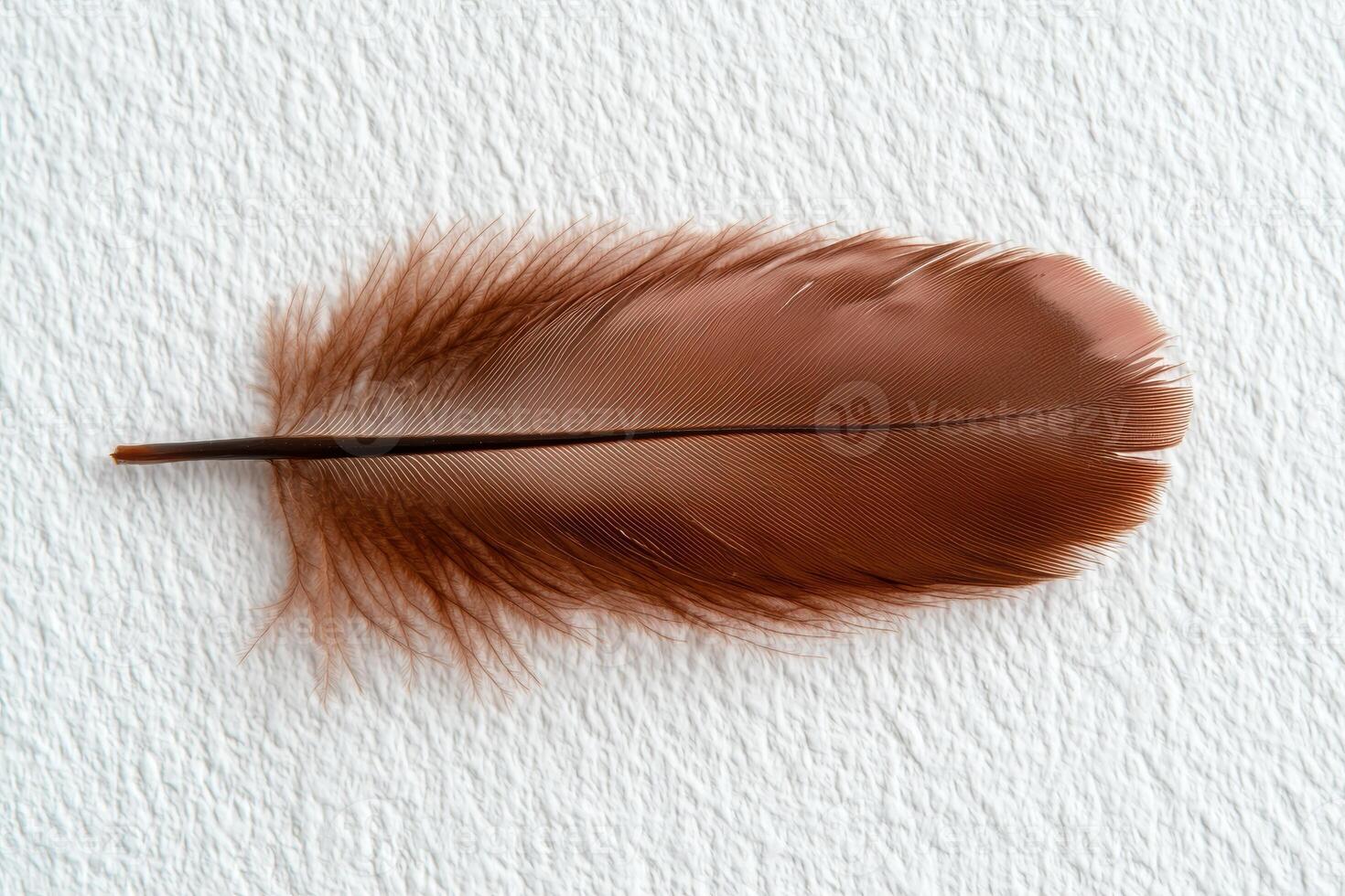 Close up of a brown feather on a white background photo