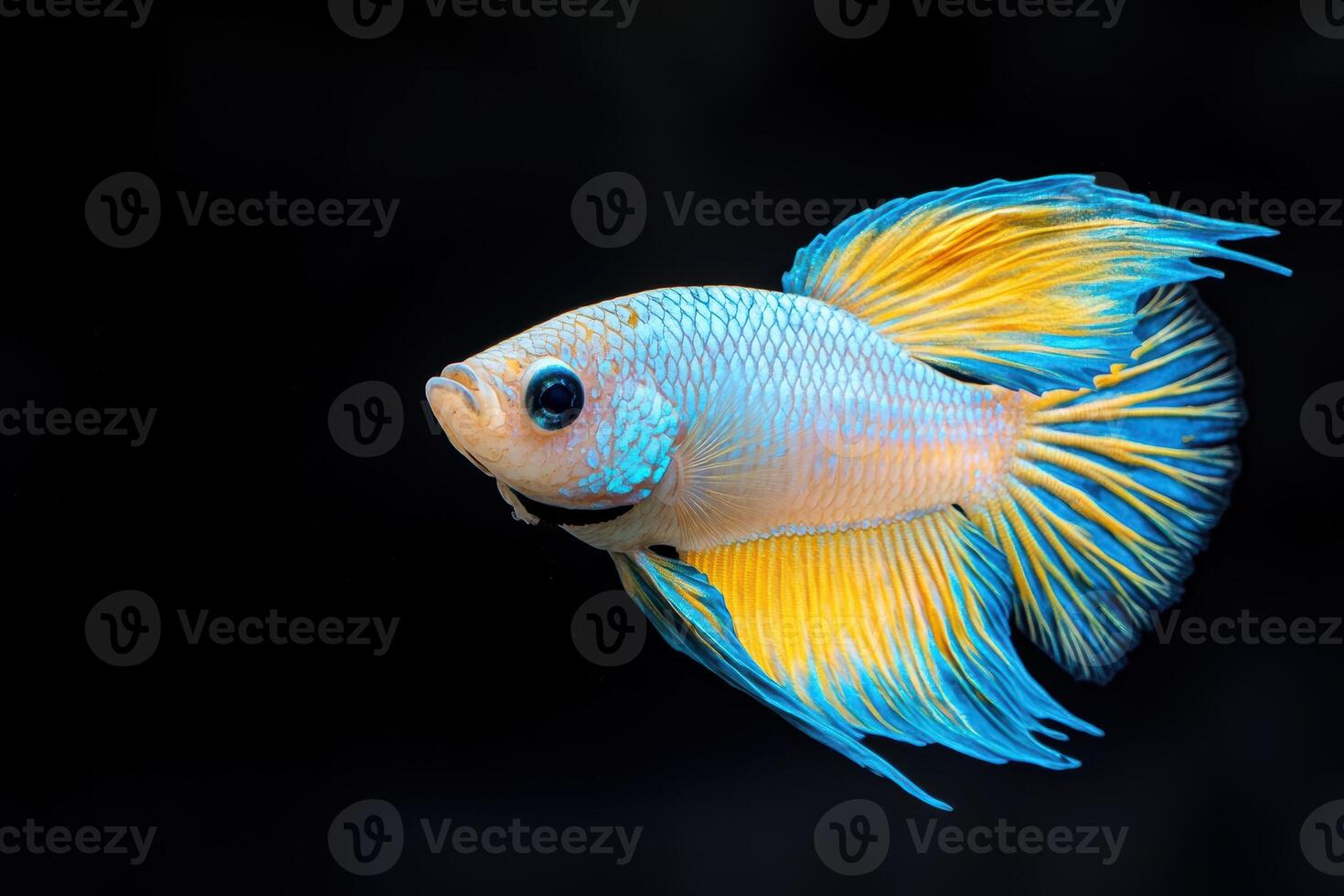Vibrant betta fish swimming in dark water photo