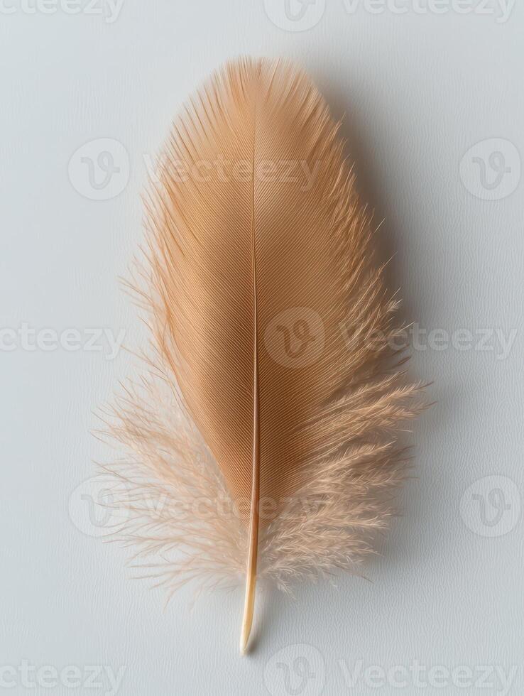 Delicate feather against a plain background photo