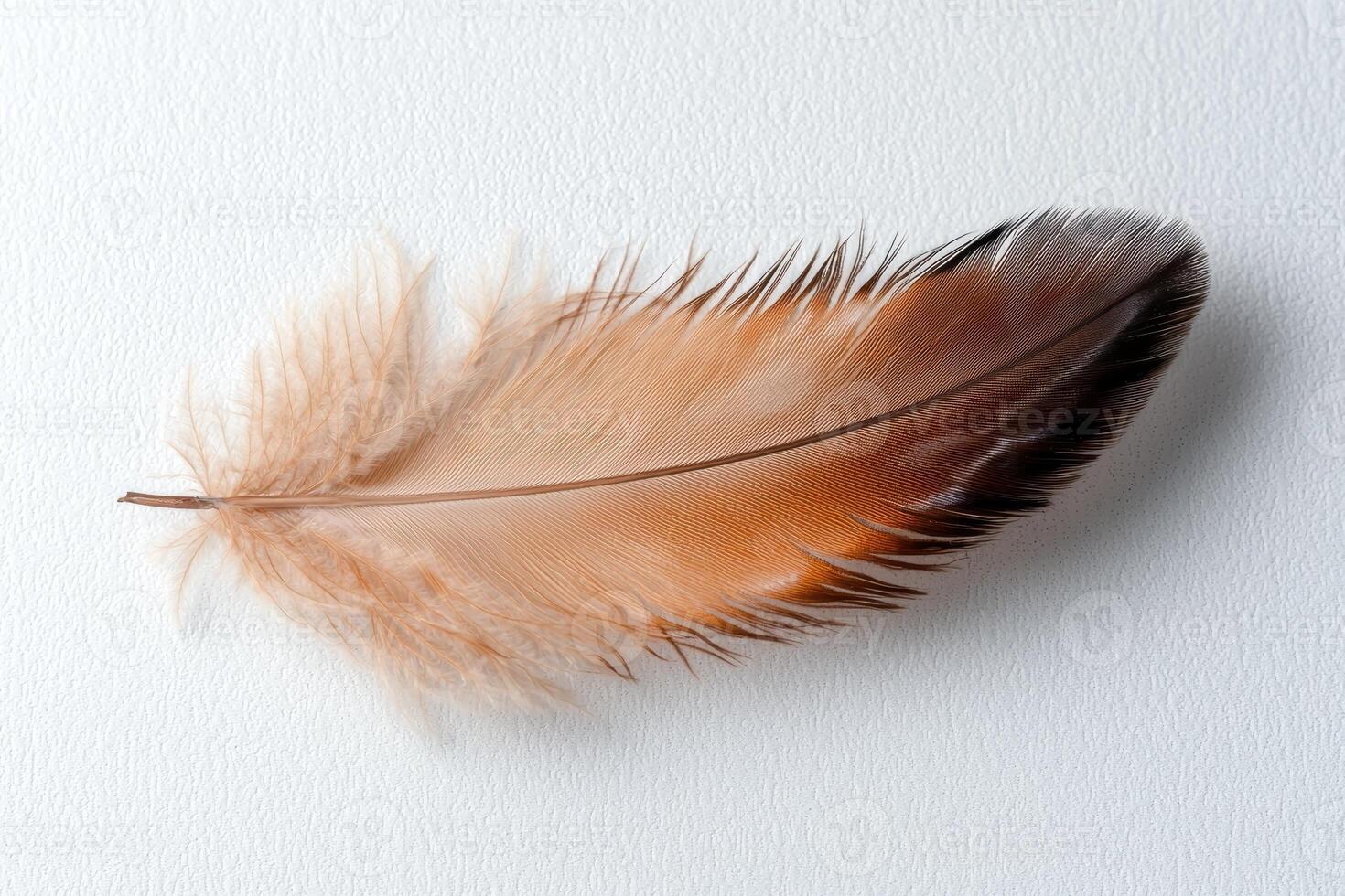 Elegant feather in soft colors photo