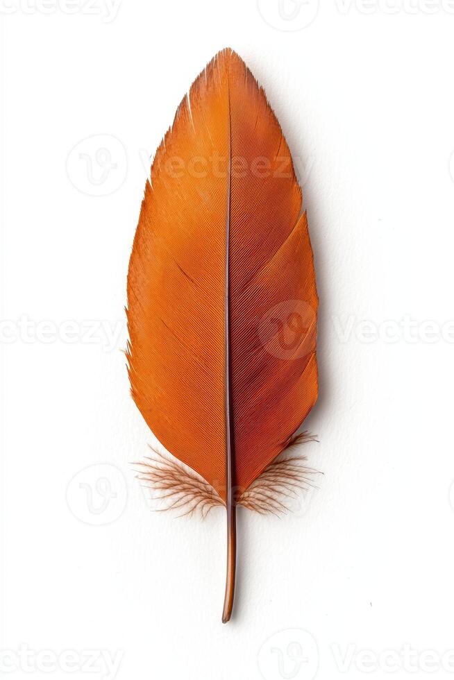 Vibrant orange feather with intricate patterns photo
