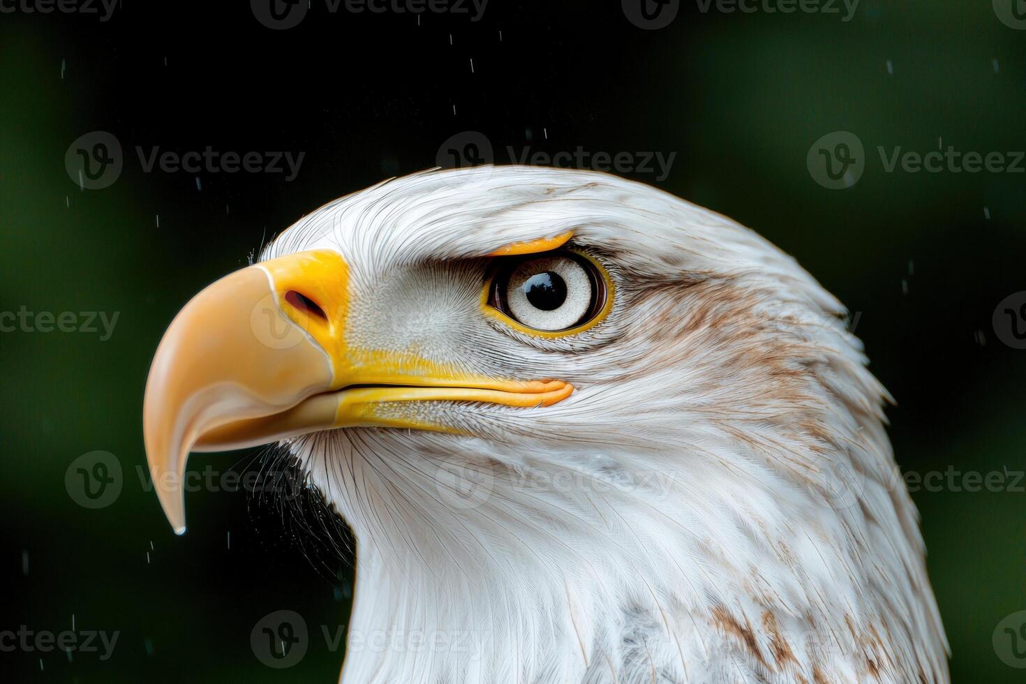 Close up portrait of a majestic bald eagle photo