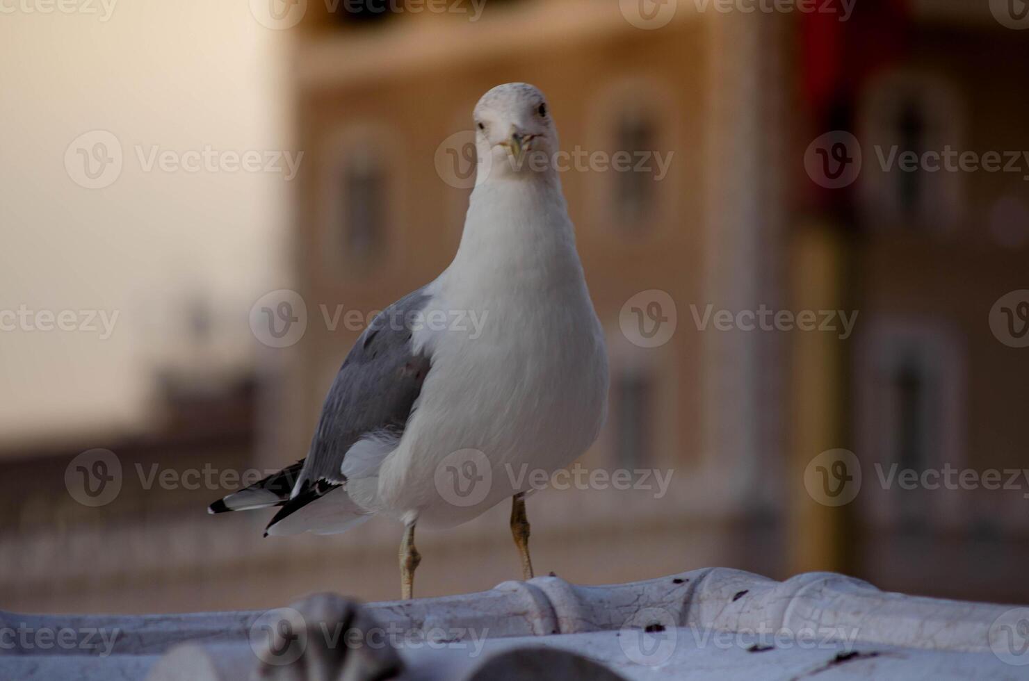 Serene Seagull in Focus A Minimalist Delight photo