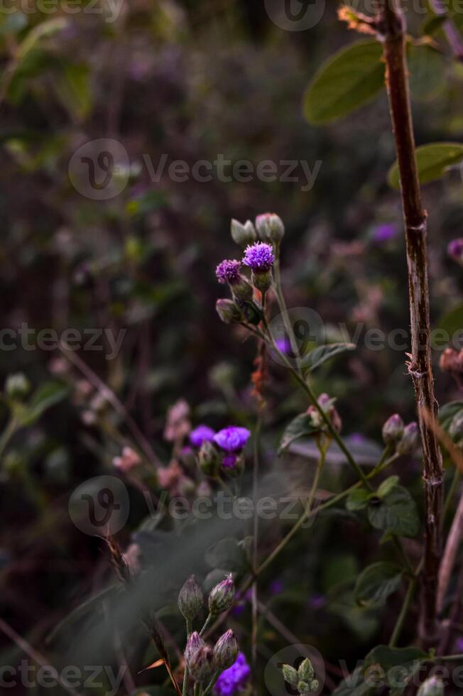 Ageratum conyzoides is an invasive weed in many regions. photo