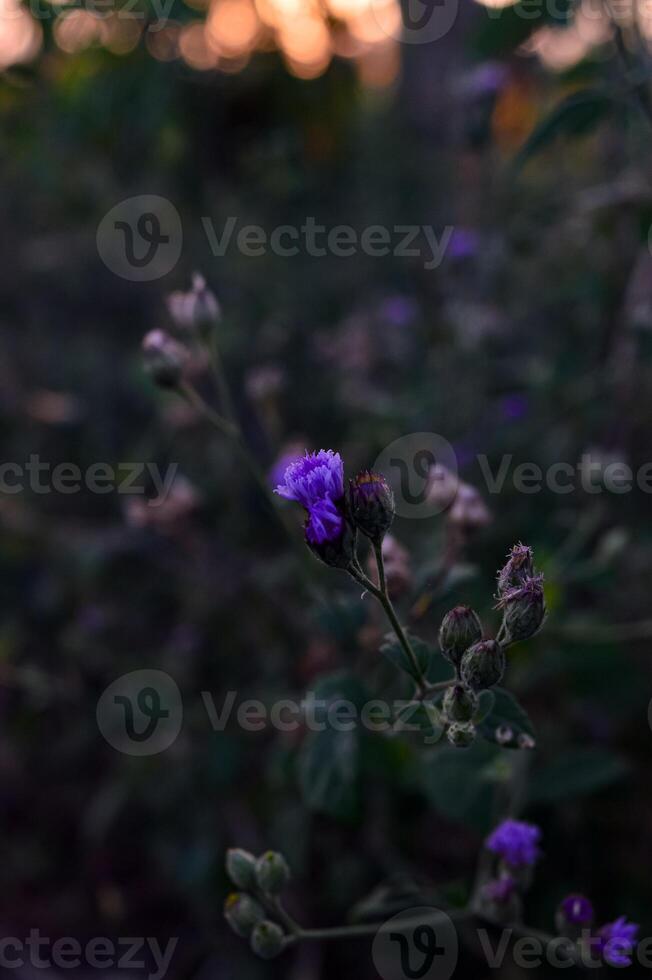 Ageratum conyzoides is an invasive weed in many regions. photo