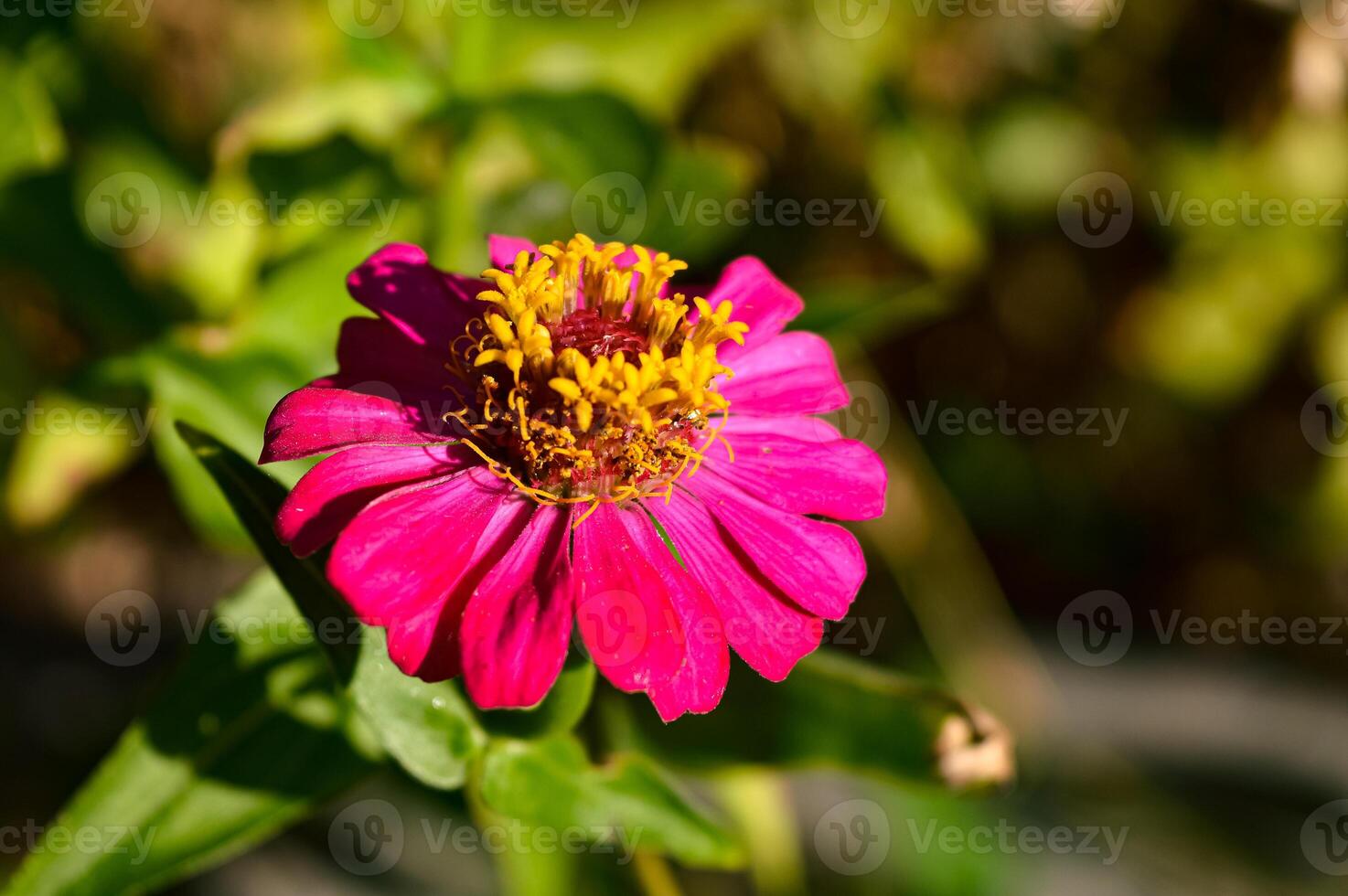 Zinnia flowers. Even though it has the name zinnia flower, this plant is more familiarly called paper flower. This flower usually develops and grows well in tropical areas. photo