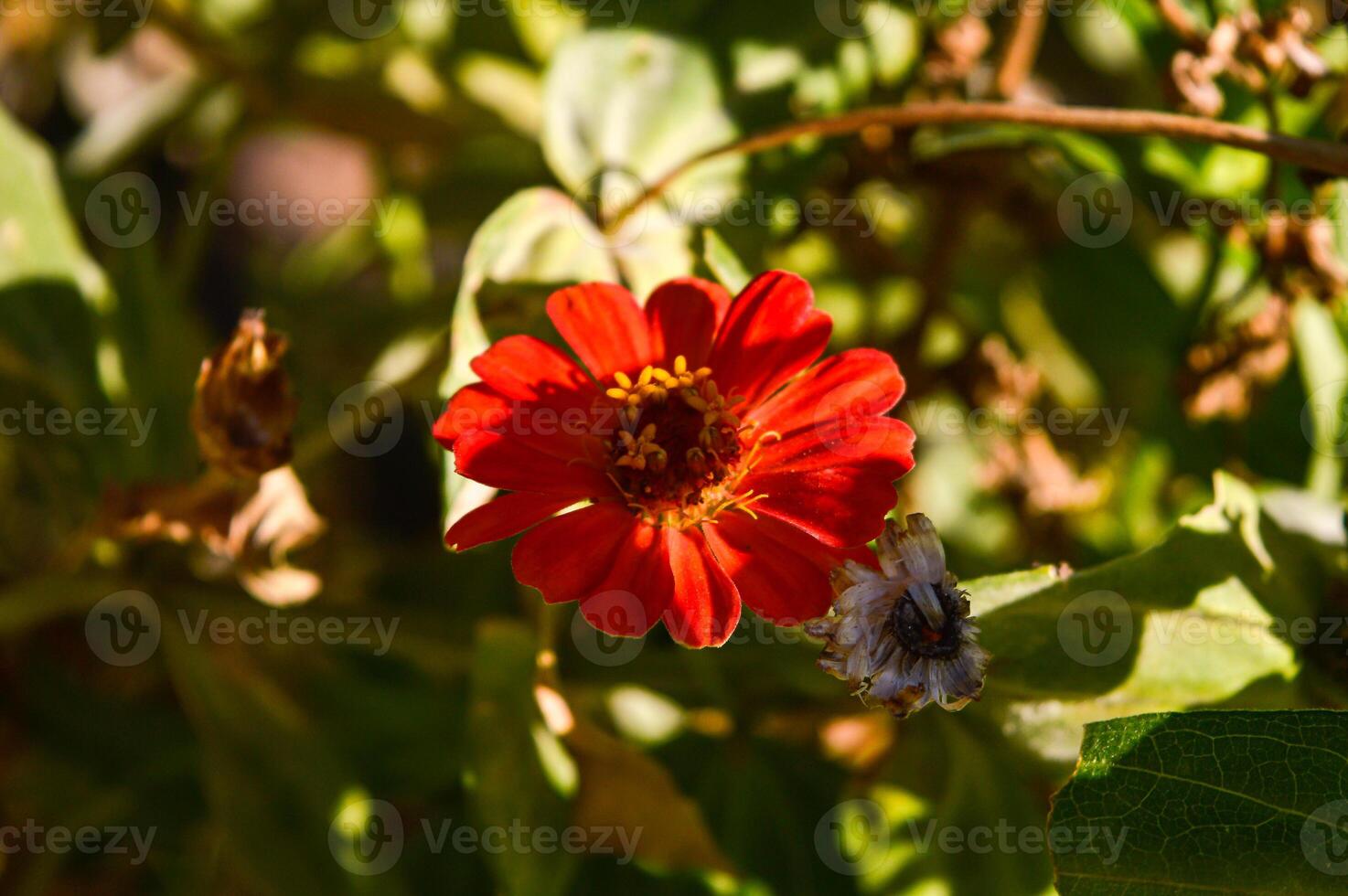 Zinnia peruviana is an annual plant up to 50 cm. It grows mostly on open areas. As an ornamental flowering plant around the world. photo