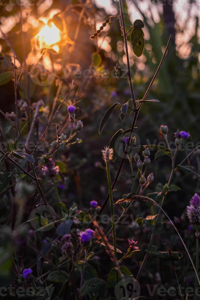 Ageratum conyzoides is an invasive weed in many regions. photo