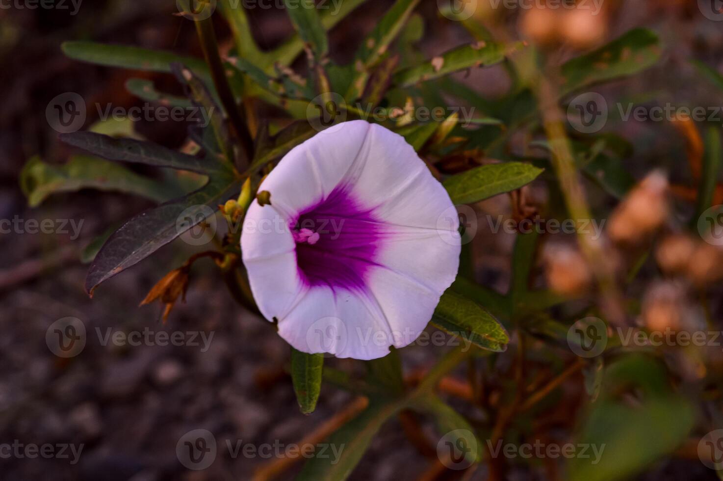 Ipomoea is the largest genus in the plant family Convolvulaceae. It is a large and diverse group, with common names including morning glory, water spinach, sweet potato, bindweed, moonflower, etc. photo