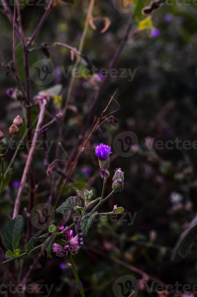 Ageratum conyzoides is an invasive weed in many regions. photo